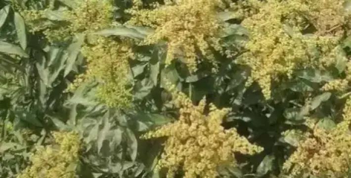 [আমের মুকুলের ভাজে ভাজে কৃষকের সোনালী সপ্ন]